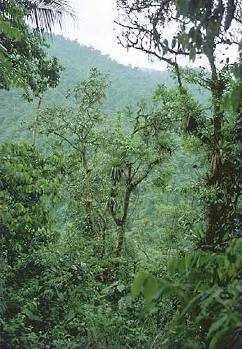 Mlžný prales