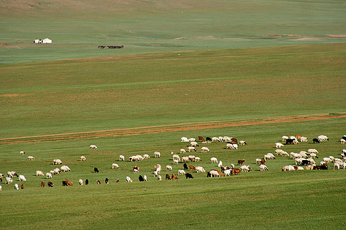 Stádo v mongolské stepi