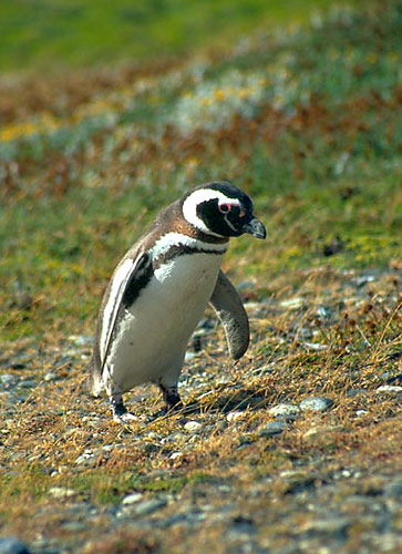 Tučňák magelánský
