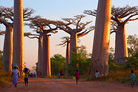 Obrovské baobaby