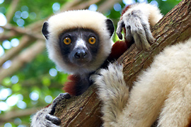 Lemur sifaka